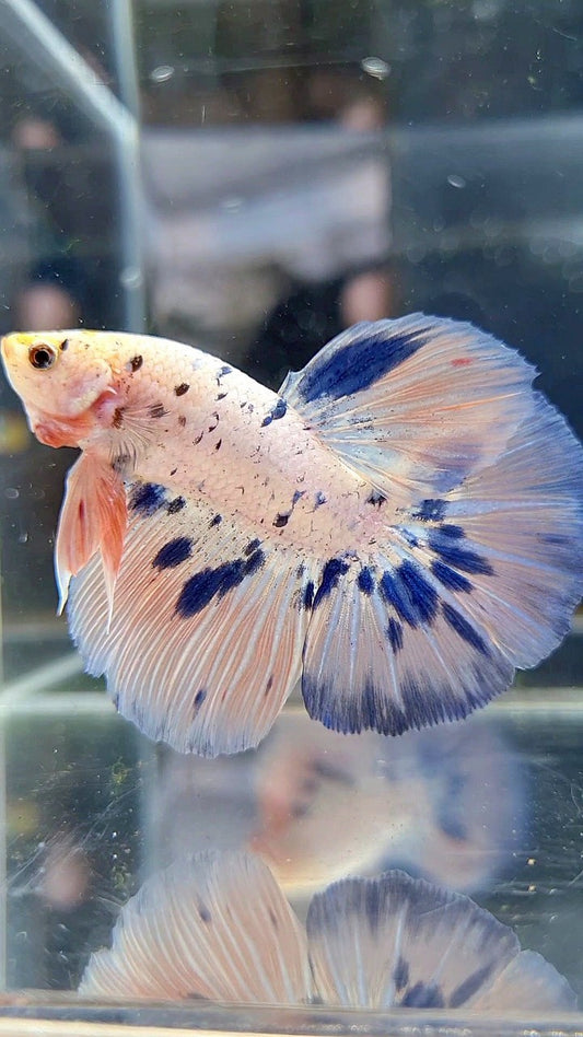 HALFMOON PINK FLAMINGGO BLUE DOTS MARBLE BETTA FISH