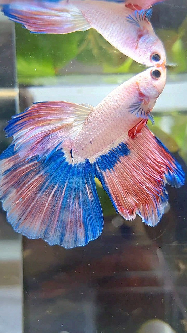 HALFMOON BLUE PINK RIM FLAMINGGO BETTA FISH