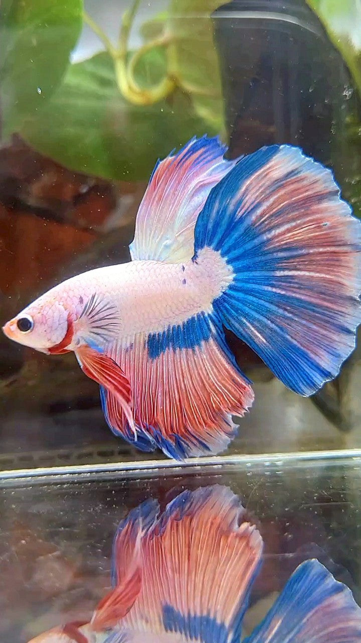 HALFMOON BLUE PINK RIM FLAMINGGO BETTA FISH