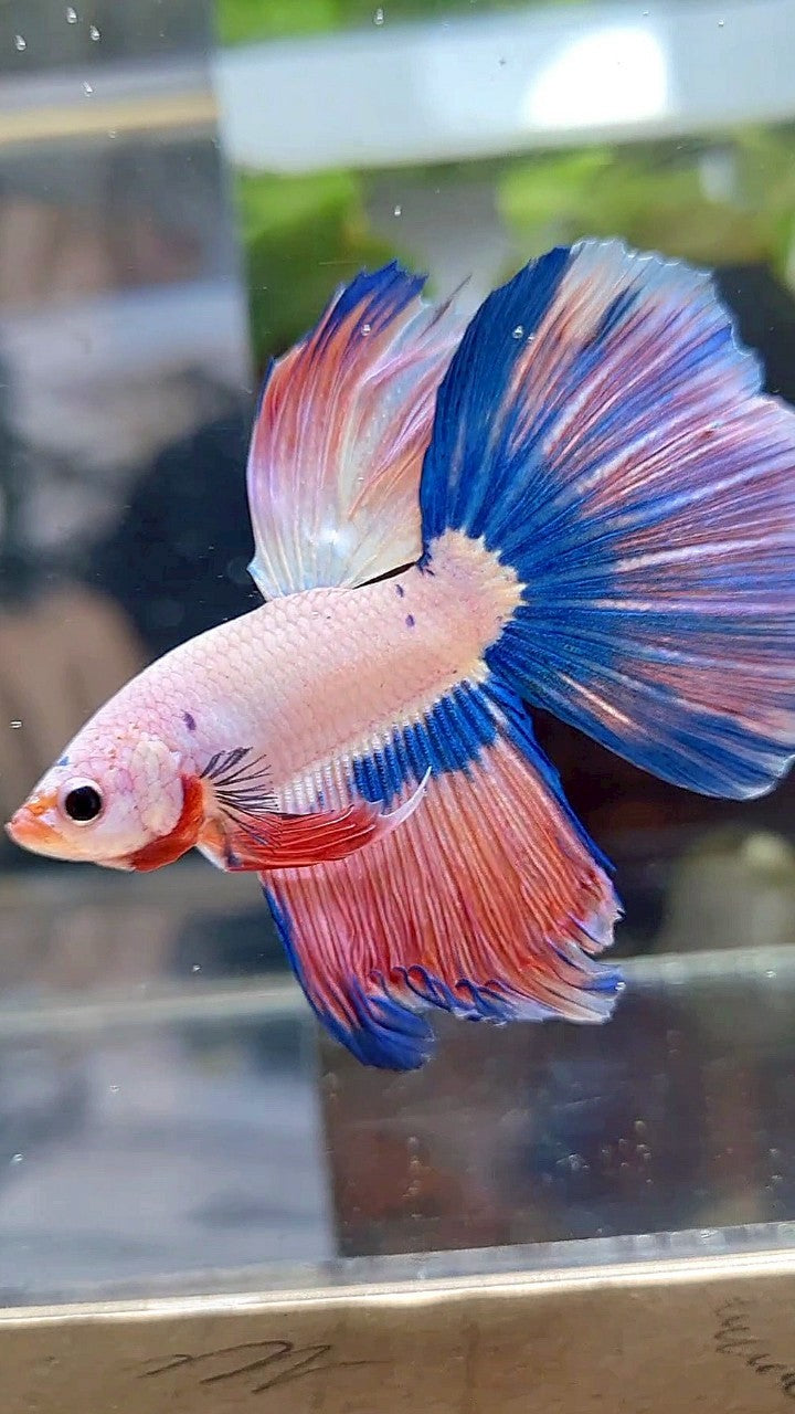 HALFMOON BLUE PINK RIM FLAMINGGO BETTA FISH