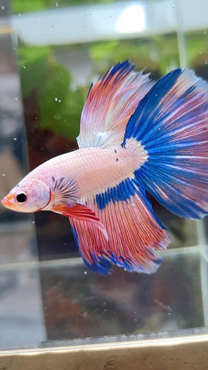 HALFMOON BLUE PINK RIM FLAMINGGO BETTA FISH