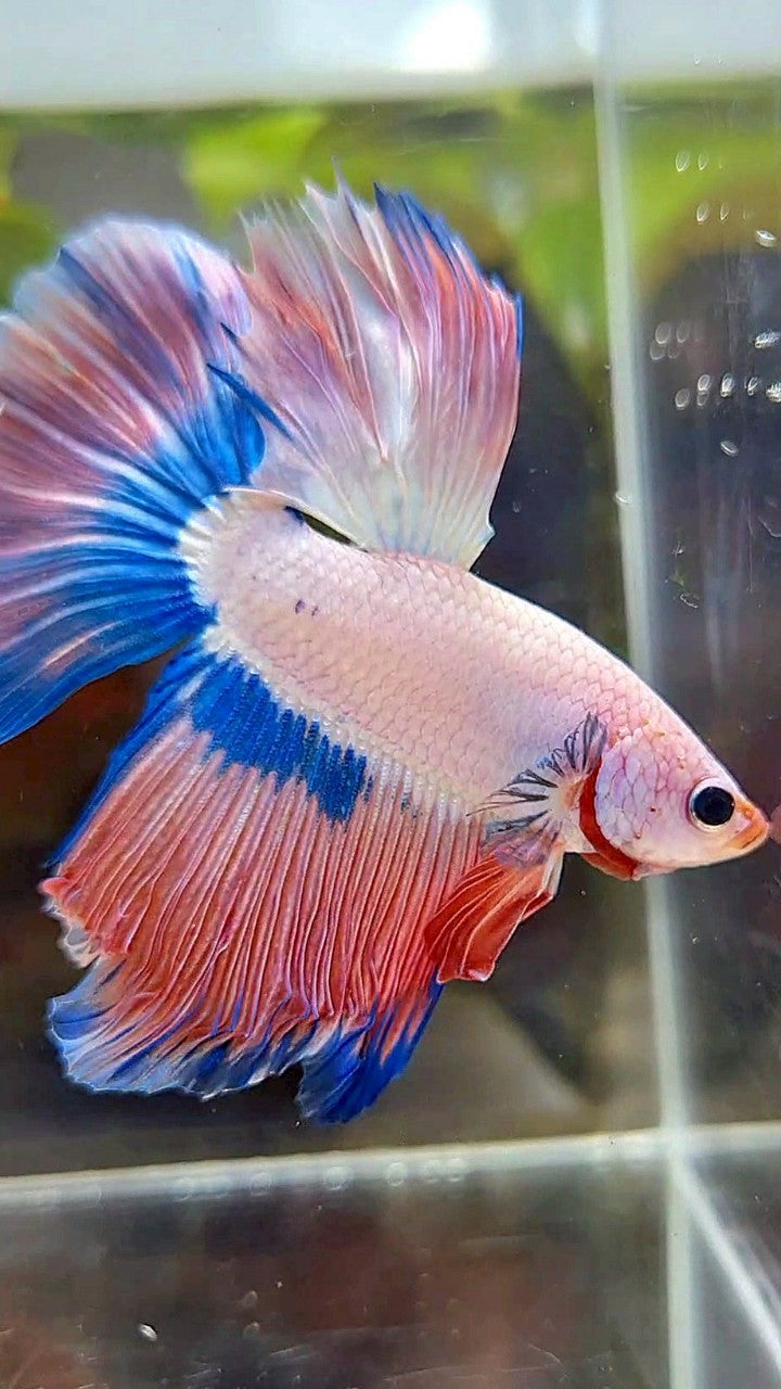 HALFMOON BLUE PINK RIM FLAMINGGO BETTA FISH