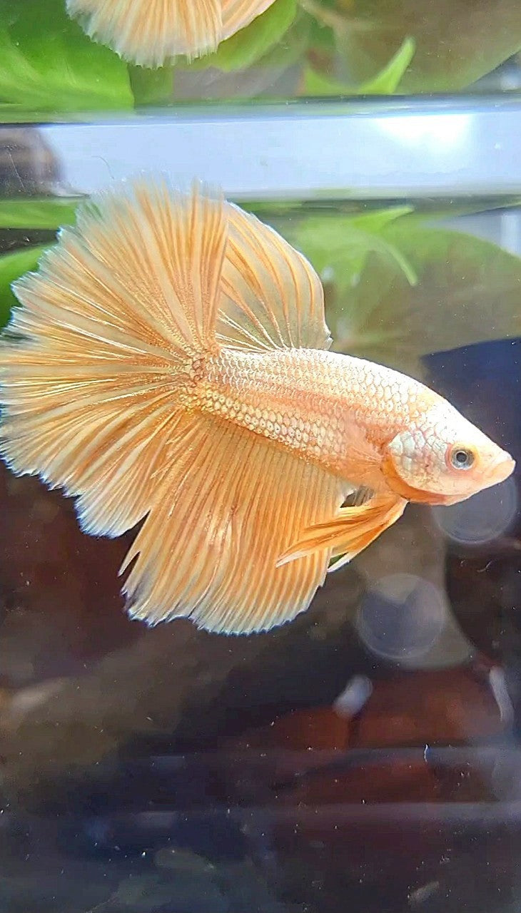 HALFMOON ROSETAIL SUPER GOLD BETTA FISH