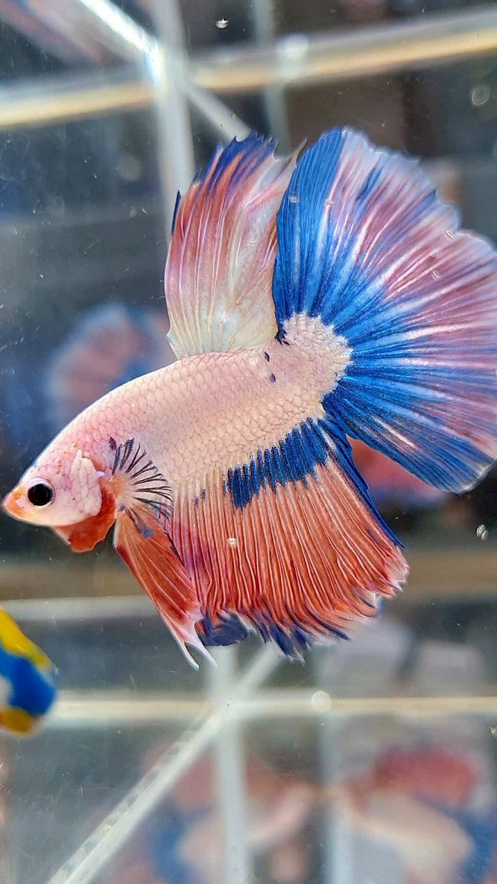 HALFMOON BLUE PINK RIM FLAMINGGO BETTA FISH