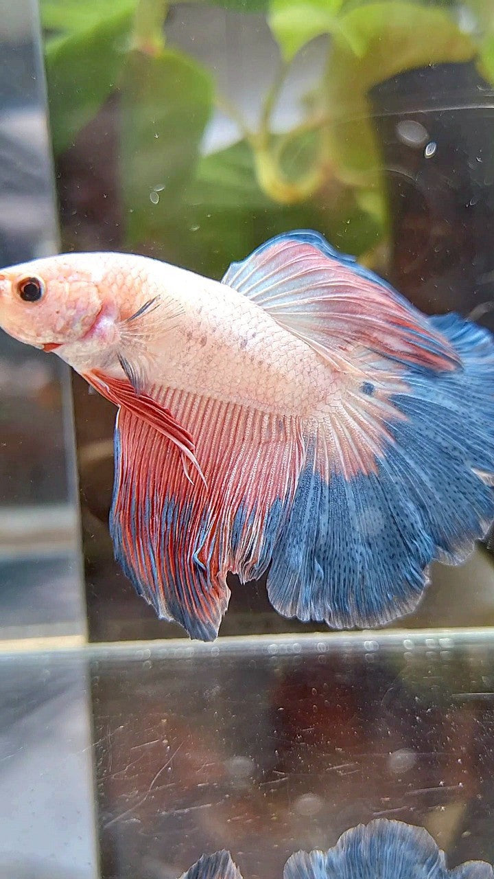 HALFMOON BLUE PINK RIM FLAMINGGO BETTA FISH