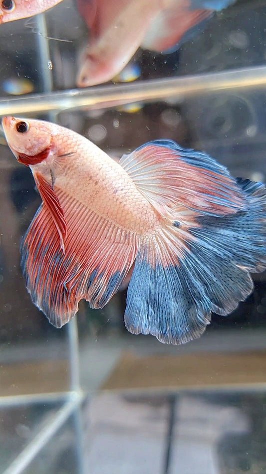 HALFMOON BLUE PINK RIM FLAMINGGO BETTA FISH