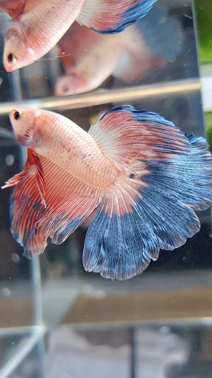 HALFMOON BLUE PINK RIM FLAMINGGO BETTA FISH