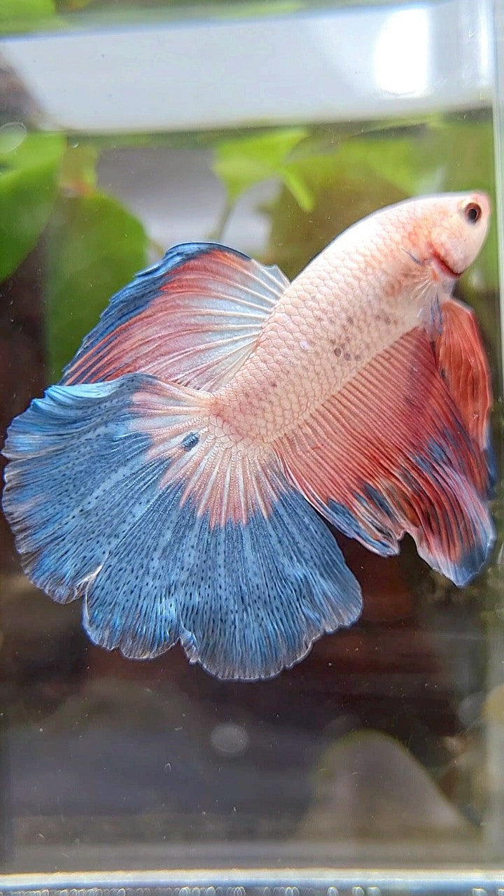 HALFMOON BLUE PINK RIM FLAMINGGO BETTA FISH