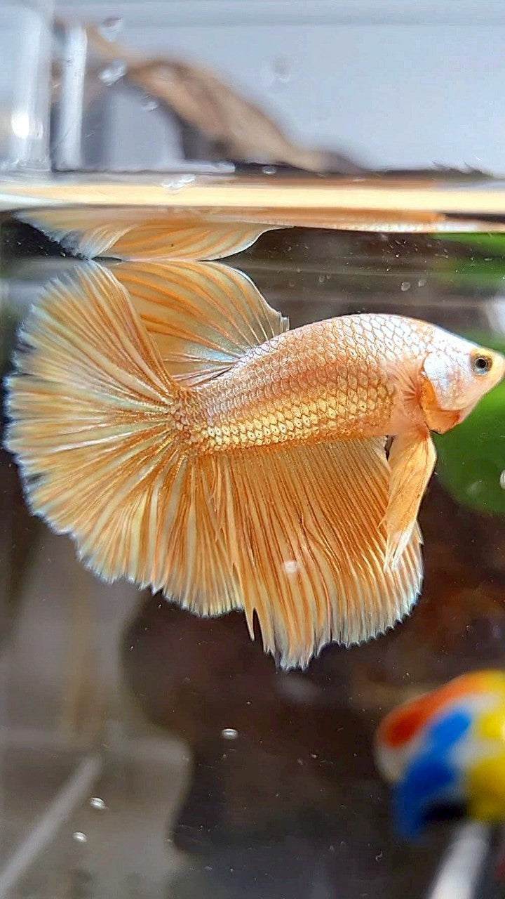 HALFMOON ROSETAIL SUPER GOLD BETTA FISH