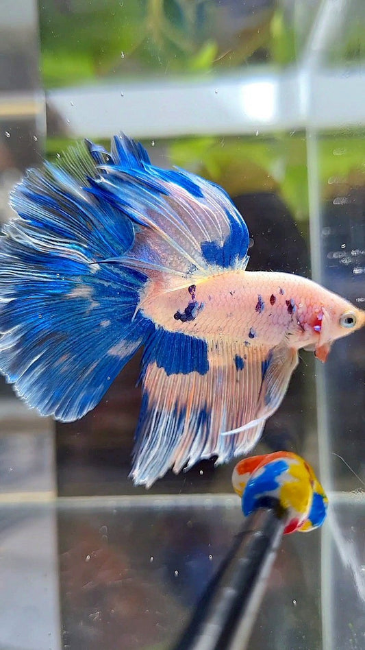 HALFMOON BLUE DOTS MARBLE PINK FLAMINGGO BETTA FISH