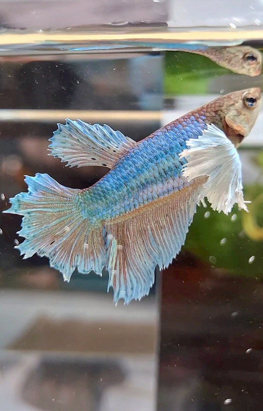 FEMALE HALFMOON DUMBO EAR BLUE GREEN BETTA FISH
