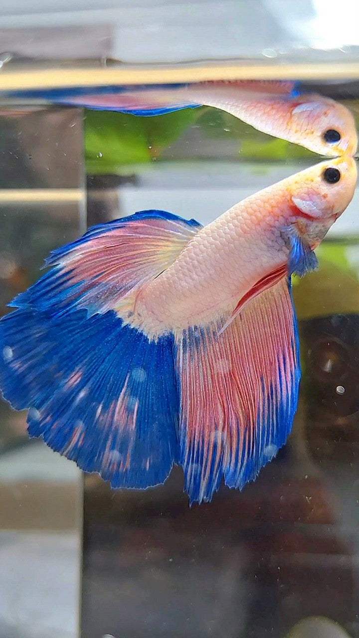 HALFMOON BLUE PINK RIM FLAMINGGO BETTA FISH