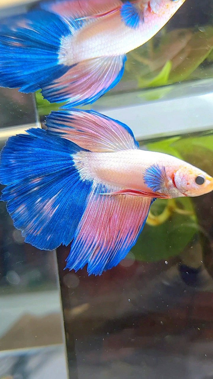 HALFMOON BLUE PINK RIM FLAMINGGO BETTA FISH