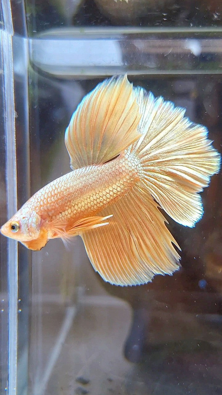 HALFMOON ROSETAIL SUPER GOLD BETTA FISH