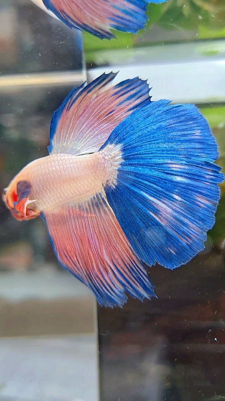 HALFMOON BLUE PINK RIM FLAMINGGO BETTA FISH