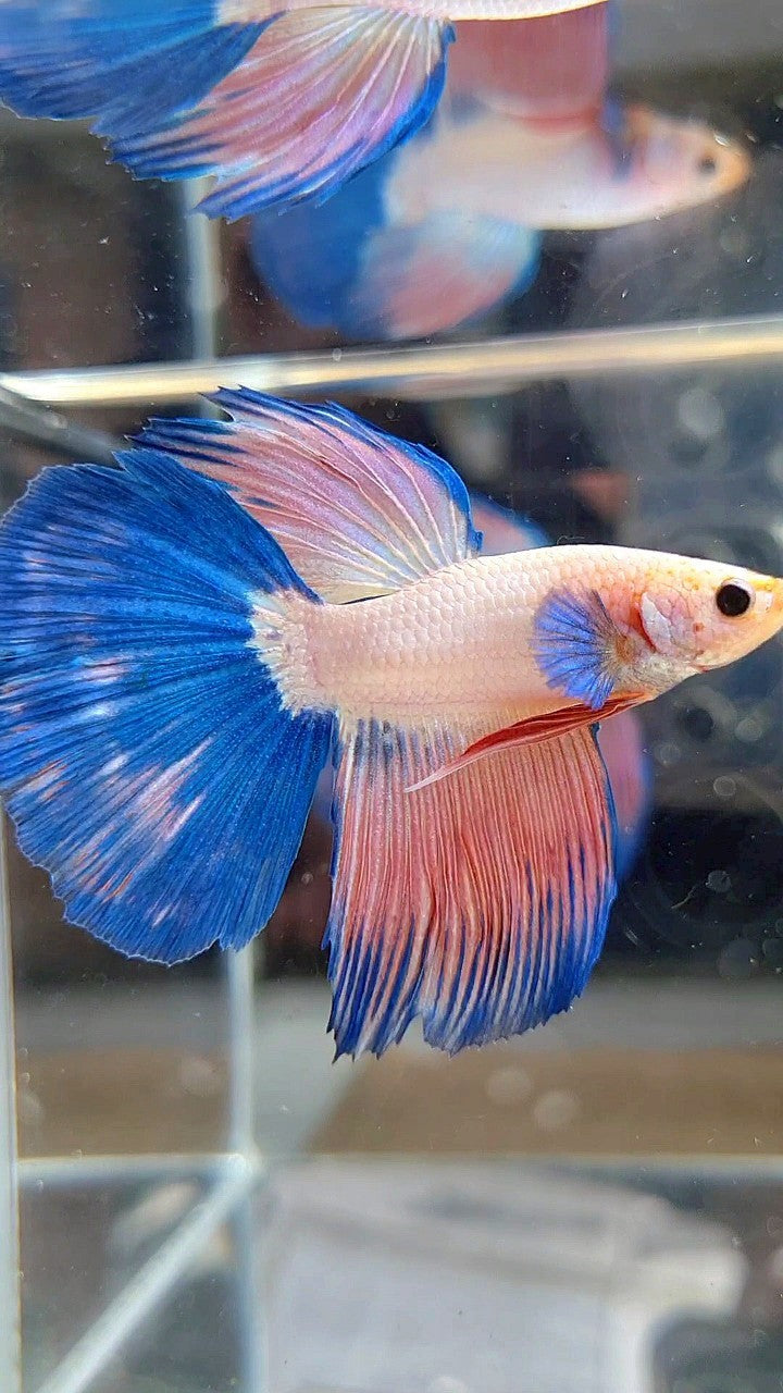 HALFMOON BLUE PINK RIM FLAMINGGO BETTA FISH