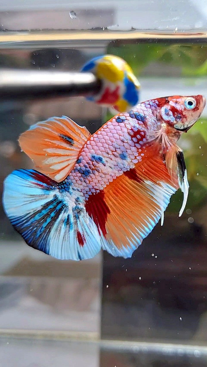 PLAKAT ORANGE FANCY CANDY MULTICOLOR BETTA FISH