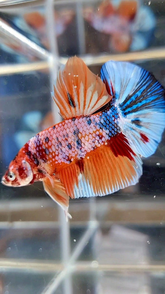 PLAKAT ORANGE FANCY CANDY MULTICOLOR BETTA FISH