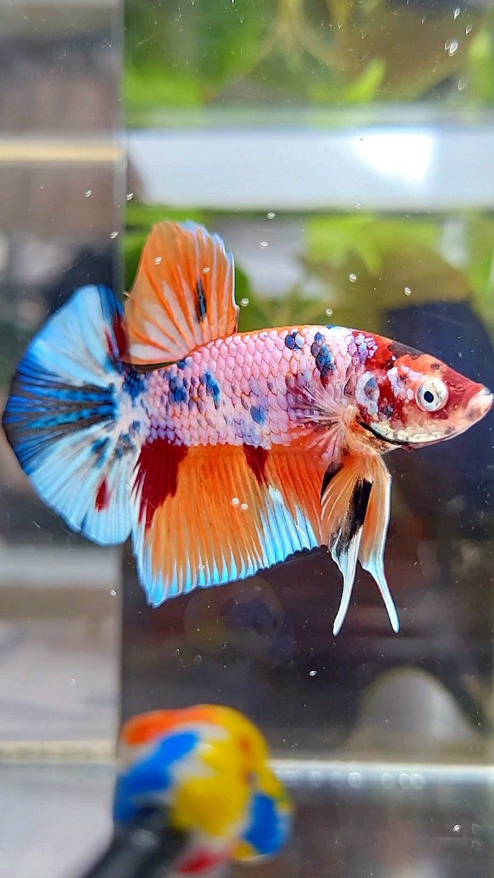 PLAKAT ORANGE FANCY CANDY MULTICOLOR BETTA FISH