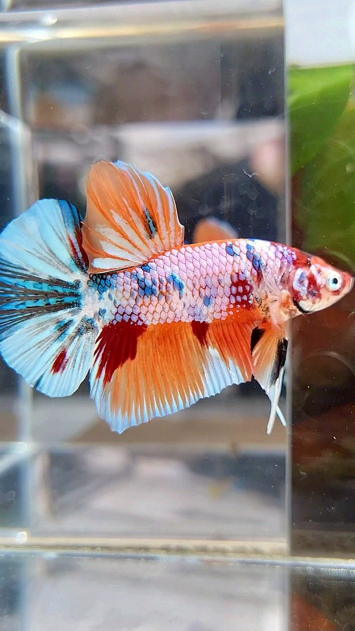 PLAKAT ORANGE FANCY CANDY MULTICOLOR BETTA FISH