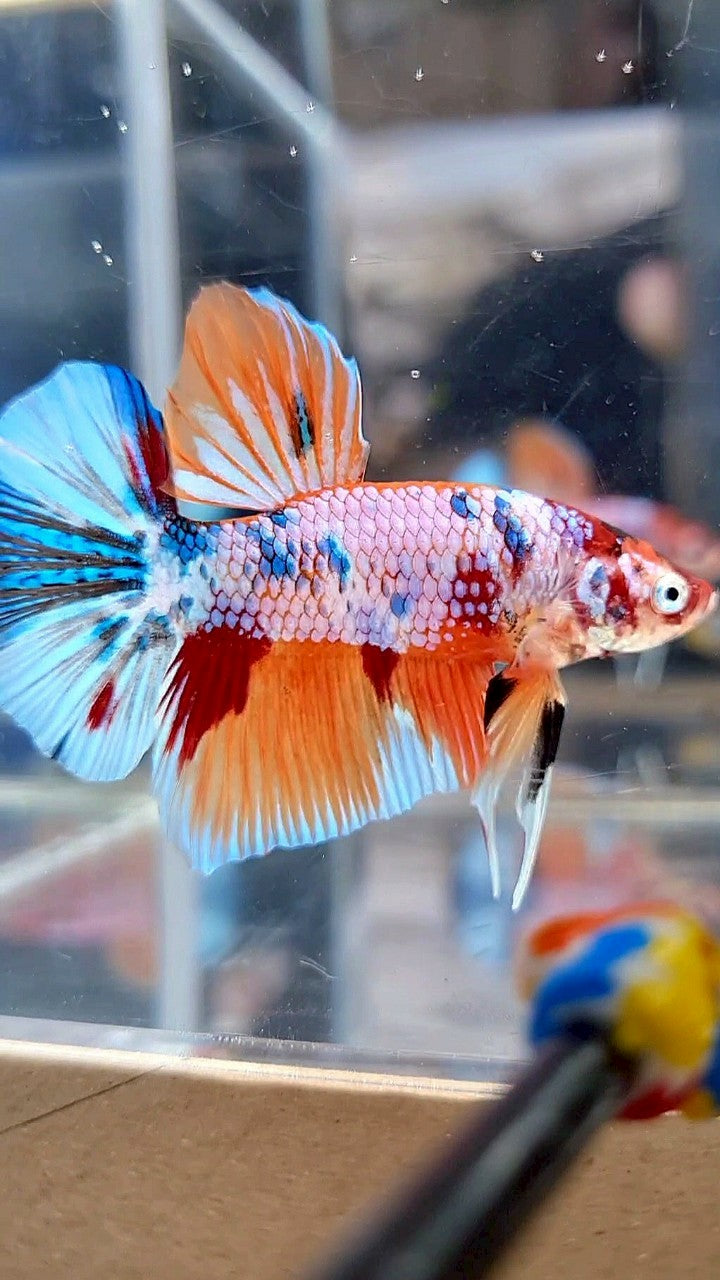 PLAKAT ORANGE FANCY CANDY MULTICOLOR BETTA FISH