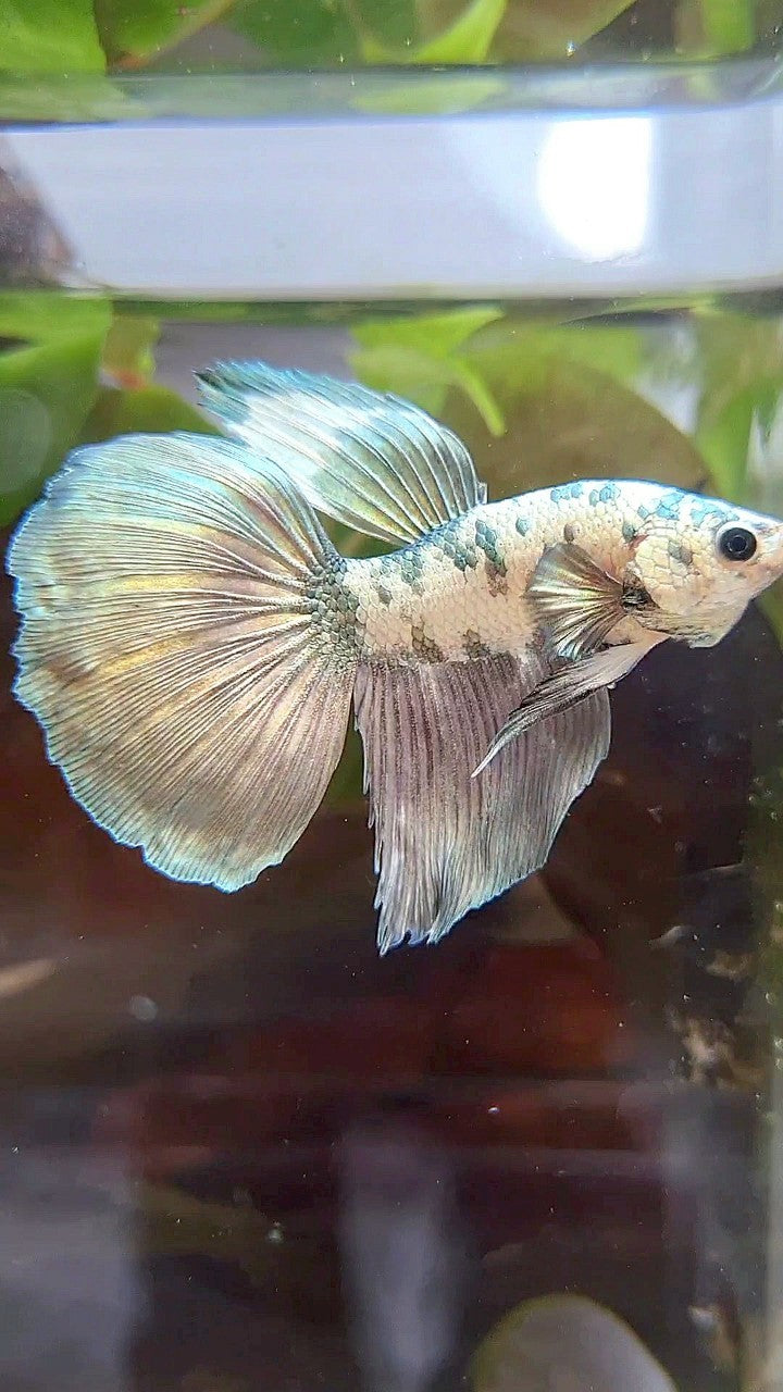 HALFMOON SUPER DOTS COPPER WHITE MARBLE BETTA FISH