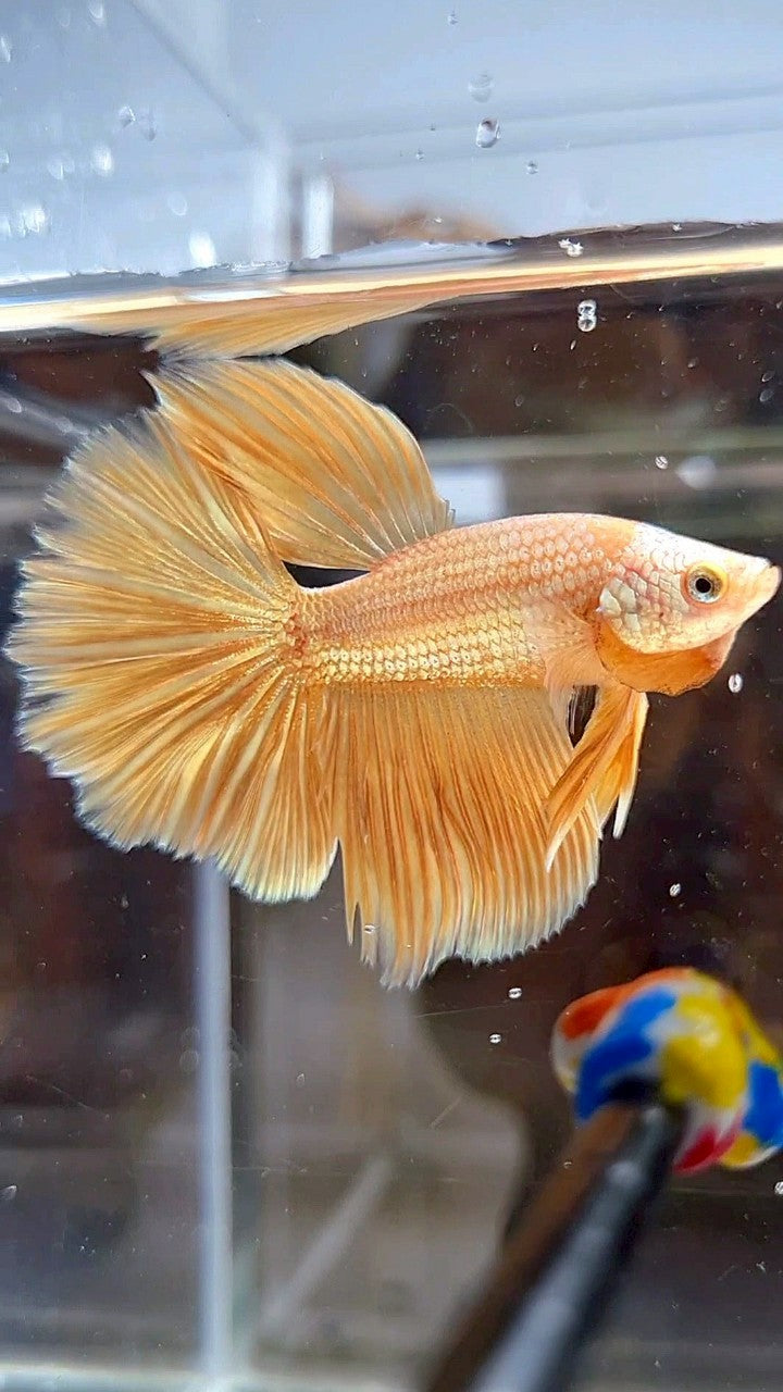 HALFMOON ROSETAIL SUPER GOLD BETTA FISH