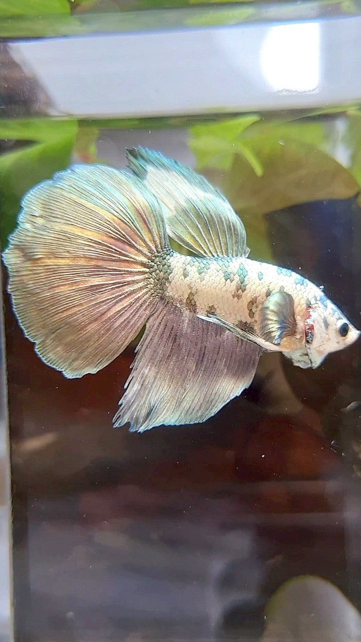 HALFMOON SUPER DOTS COPPER WHITE MARBLE BETTA FISH