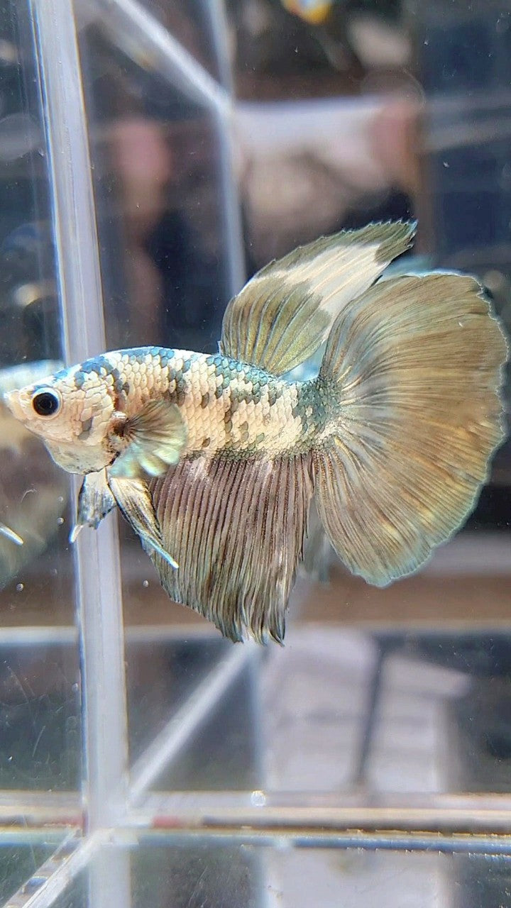 HALFMOON SUPER DOTS COPPER WHITE MARBLE BETTA FISH
