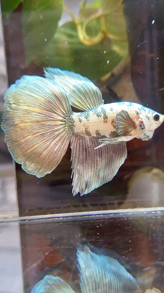 HALFMOON SUPER DOTS COPPER WHITE MARBLE BETTA FISH