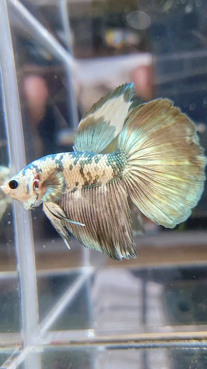 HALFMOON SUPER DOTS COPPER WHITE MARBLE BETTA FISH