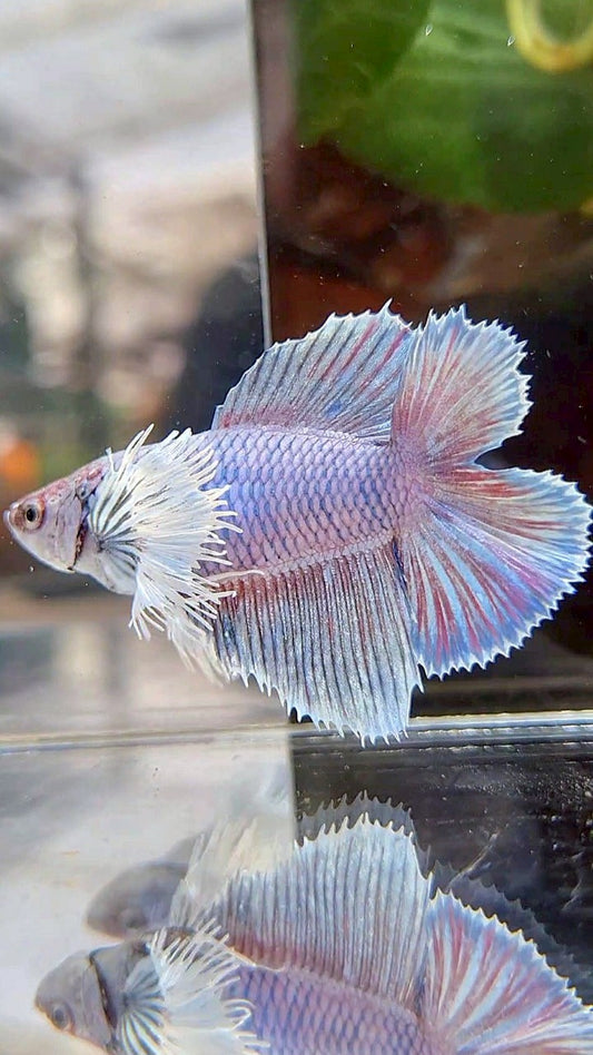 FEMALE HALFMOON DUMBO EAR DOUBLE TAIL PURPLE VIOLET BETTA FISH