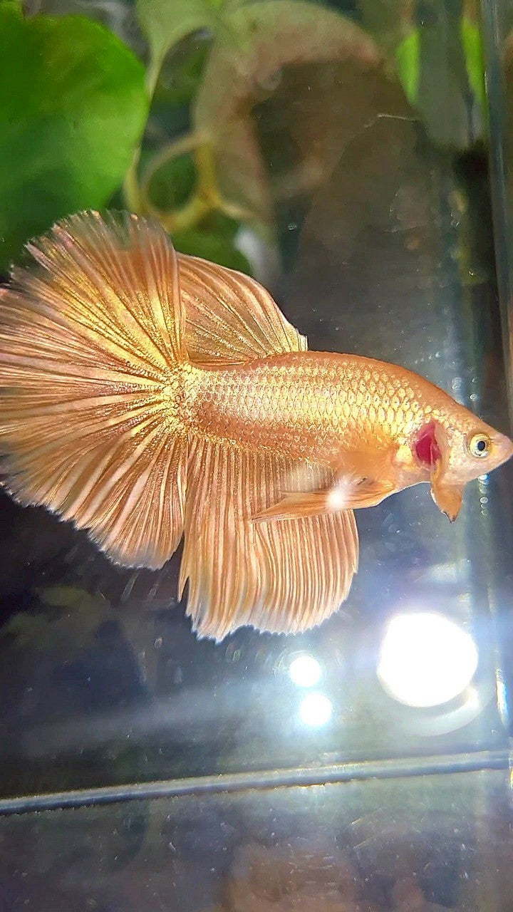 HALFMOON ROSETAIL SUPER GOLD BETTA FISH