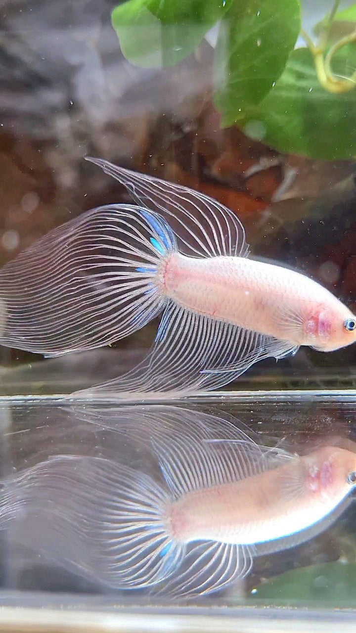 VEILTAIL TRANSPARENT CELLOPHANE BETTA FISH