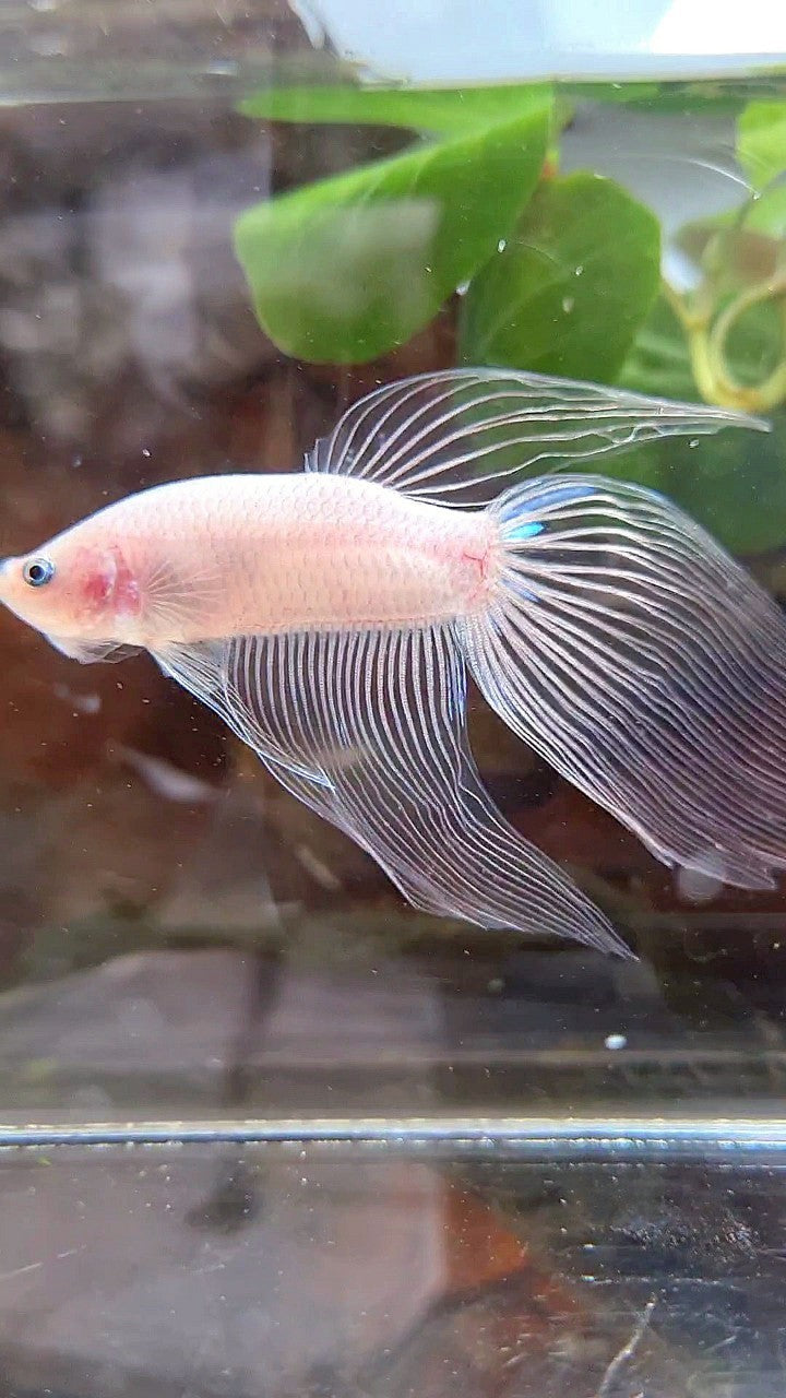 VEILTAIL TRANSPARENT CELLOPHANE BETTA FISH