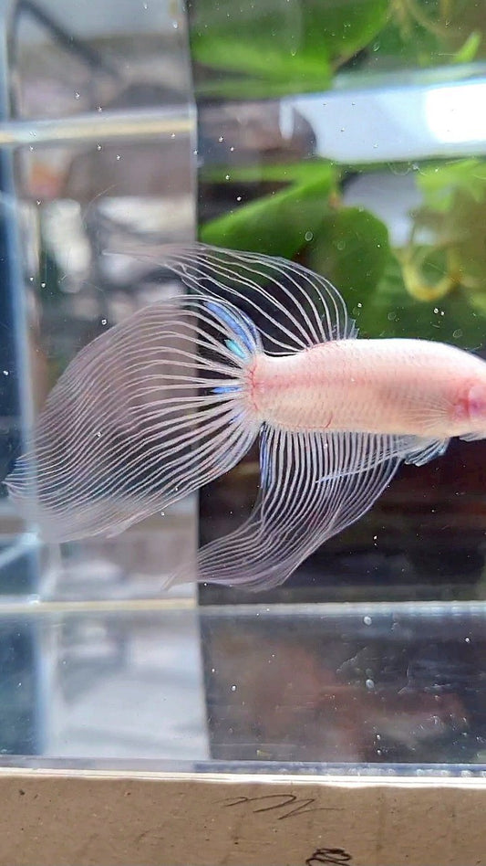 VEILTAIL TRANSPARENT CELLOPHANE BETTA FISH