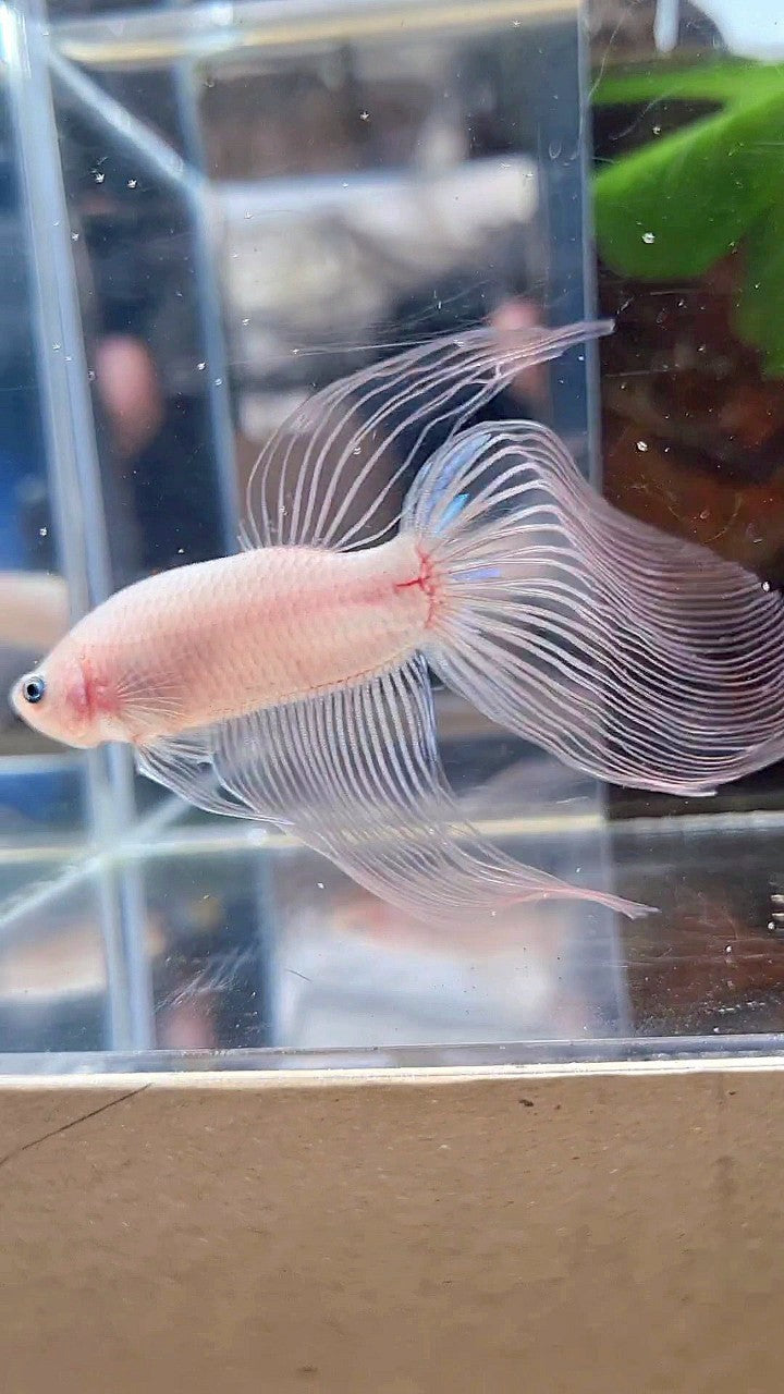 VEILTAIL TRANSPARENT CELLOPHANE BETTA FISH