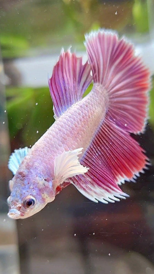FEMALE HALFMOON DUMBO EAR CROWNTAIL PINK UNICORN PURPLE BETTA FISH