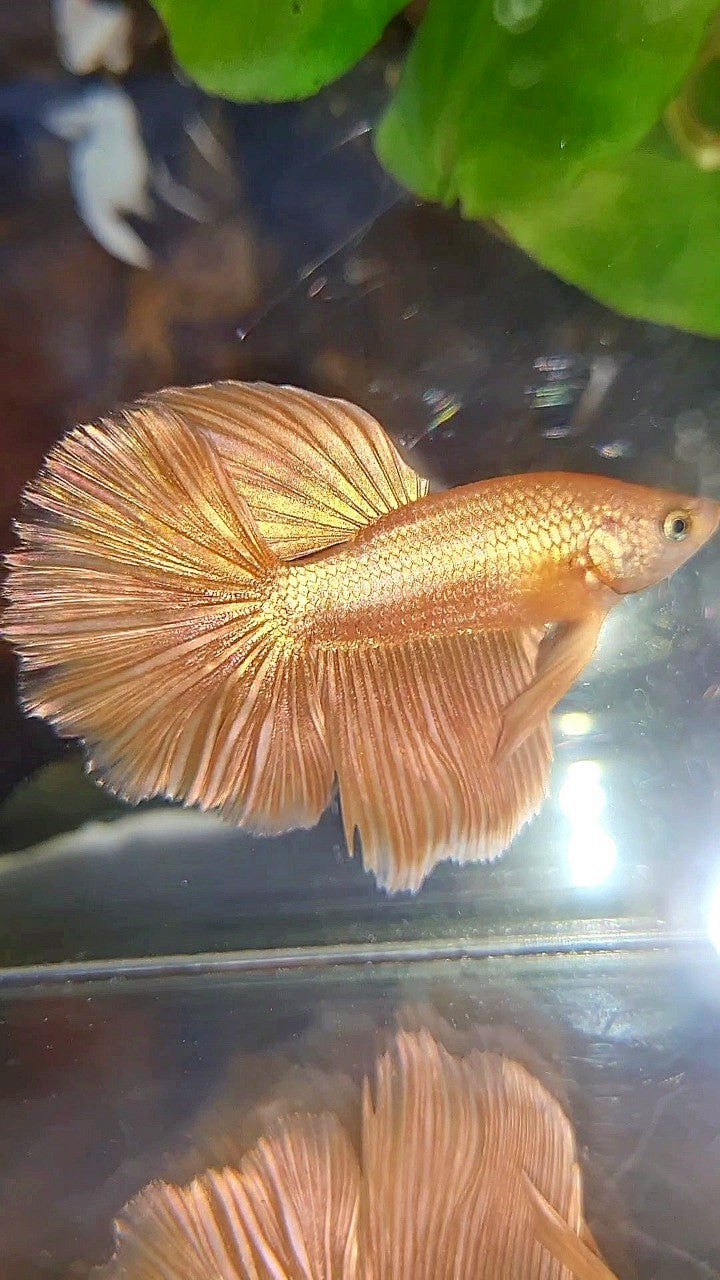 HALFMOON ROSETAIL SUPER GOLD BETTA FISH