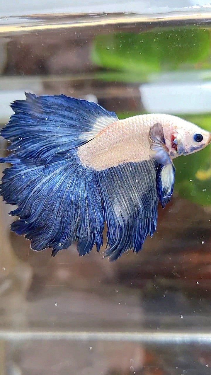 HALFMOON ROSETAIL BLUE RIM BICOLOR BETTA FISH