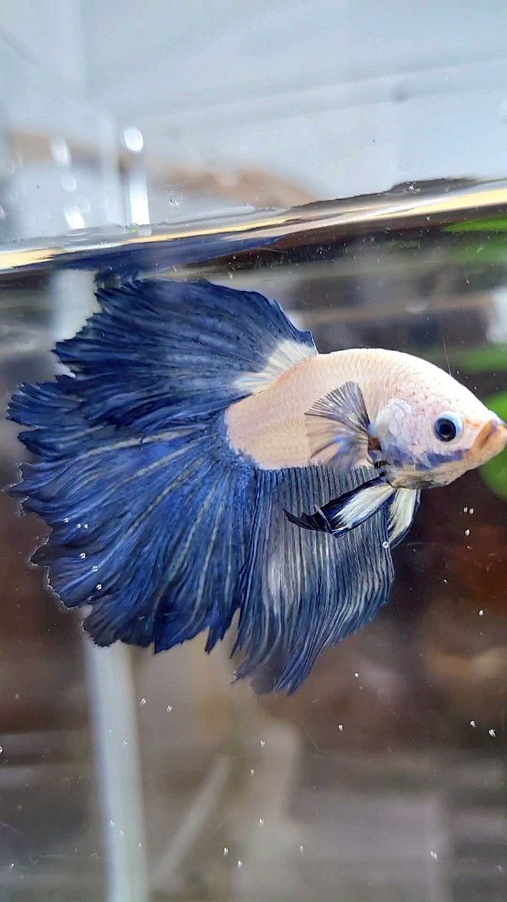 HALFMOON ROSETAIL BLUE RIM BICOLOR BETTA FISH