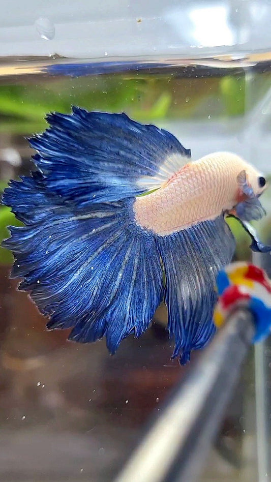 HALFMOON ROSETAIL BLUE RIM BICOLOR BETTA FISH
