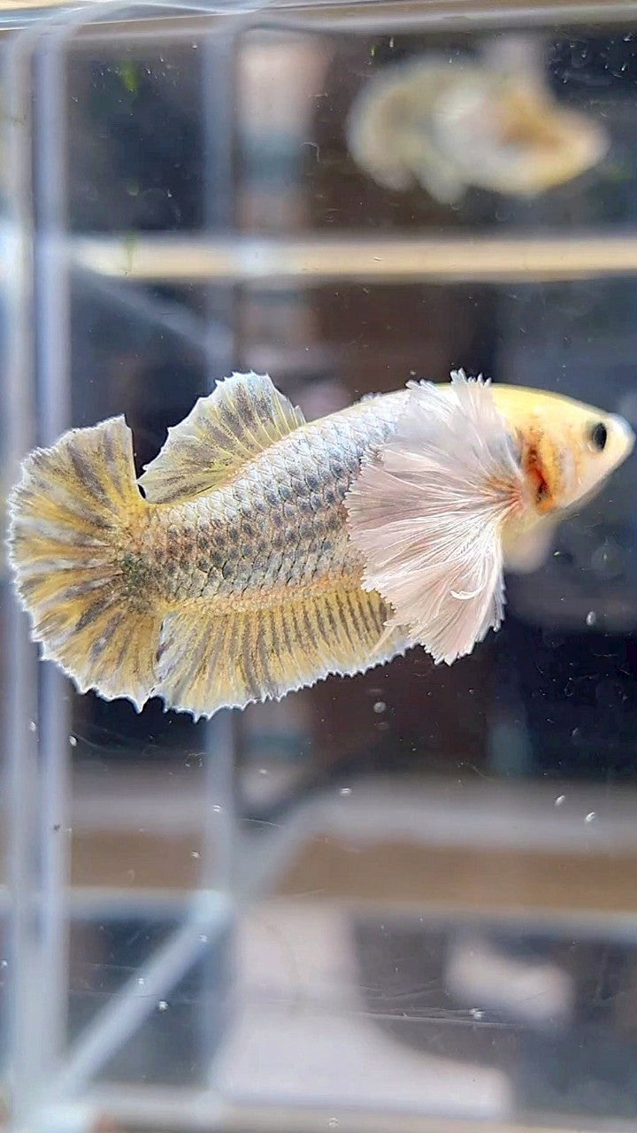 FEMALE PLAKAT SUPER DUMBO EAR YELLOW COPPER GRIZZLE BETTA FISH