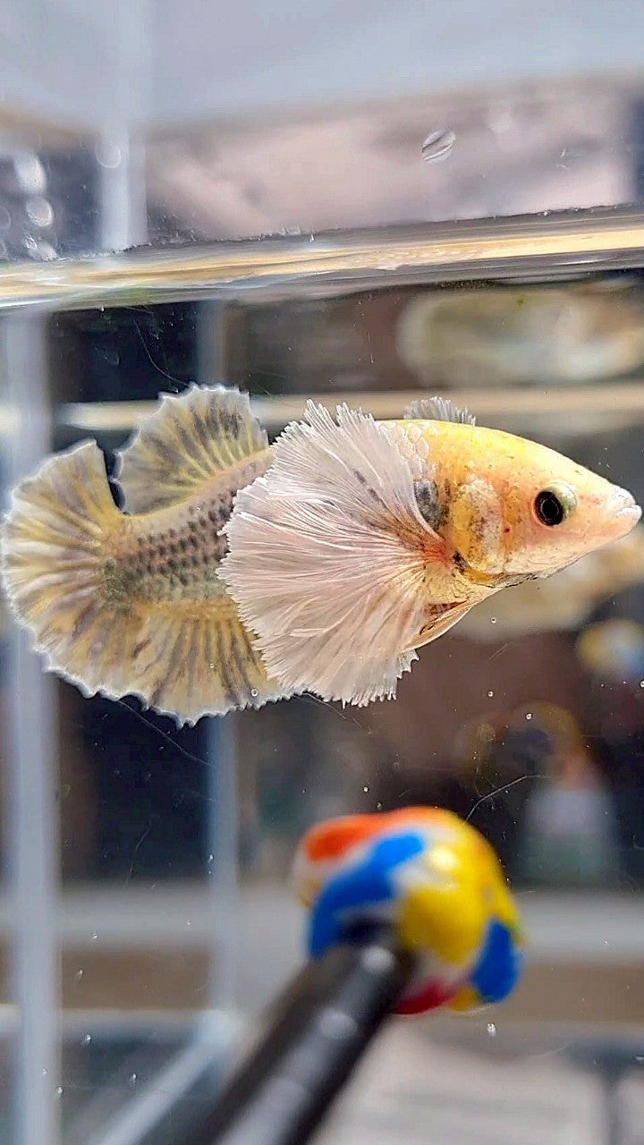 FEMALE PLAKAT SUPER DUMBO EAR YELLOW COPPER GRIZZLE BETTA FISH