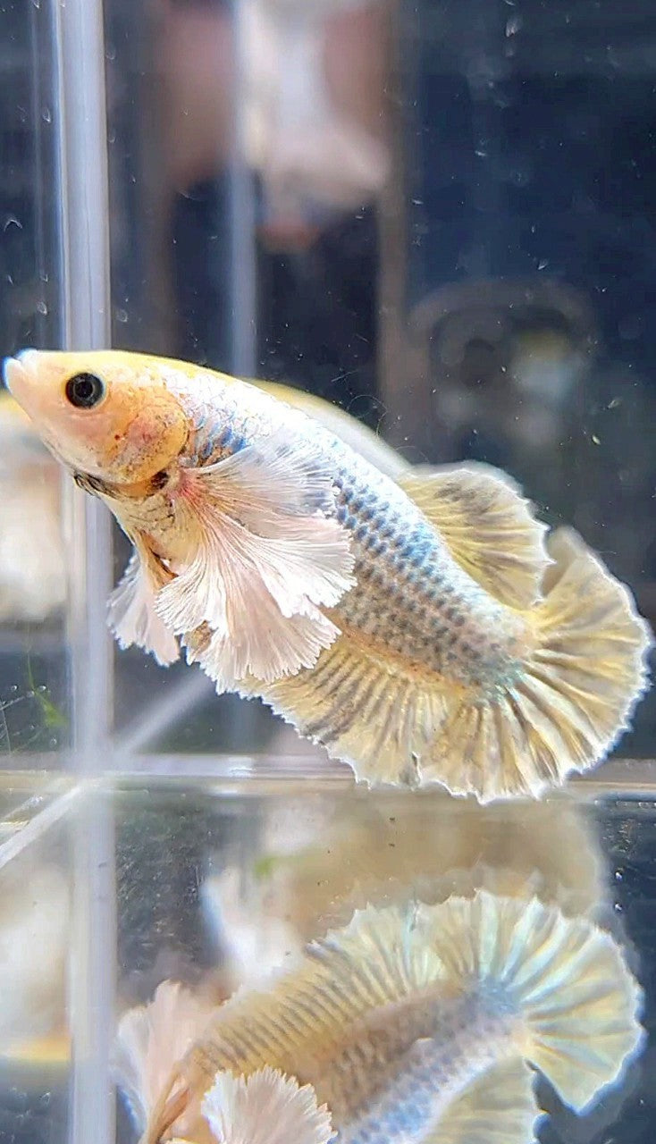 FEMALE PLAKAT SUPER DUMBO EAR YELLOW COPPER GRIZZLE BETTA FISH