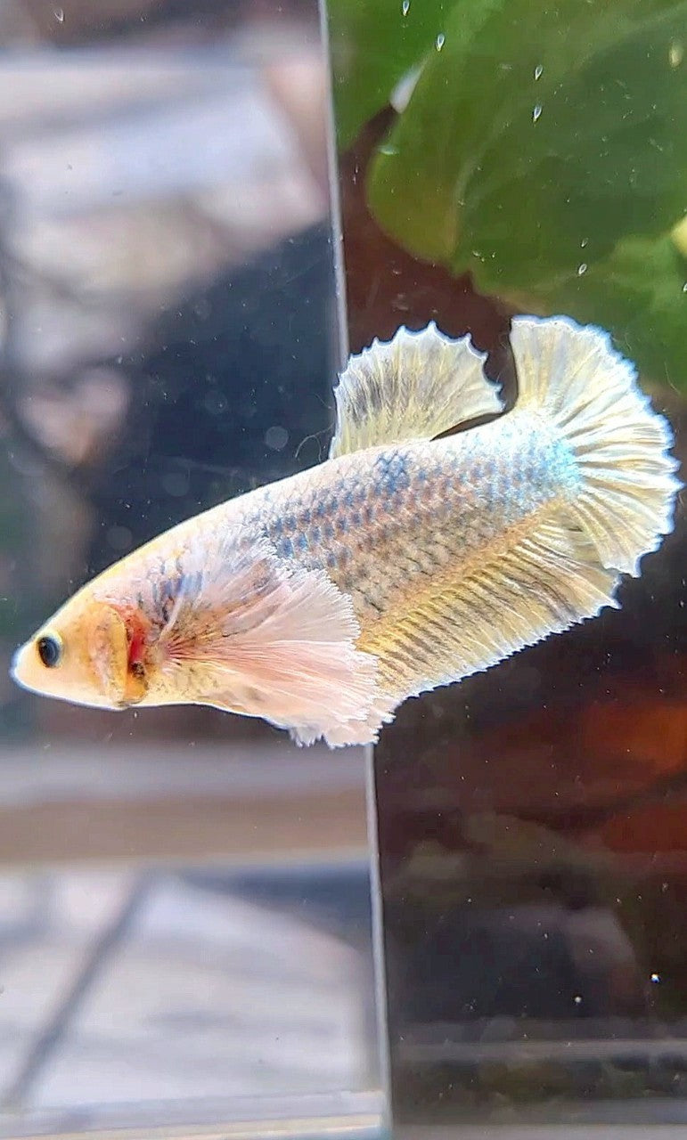 FEMALE PLAKAT SUPER DUMBO EAR YELLOW COPPER GRIZZLE BETTA FISH