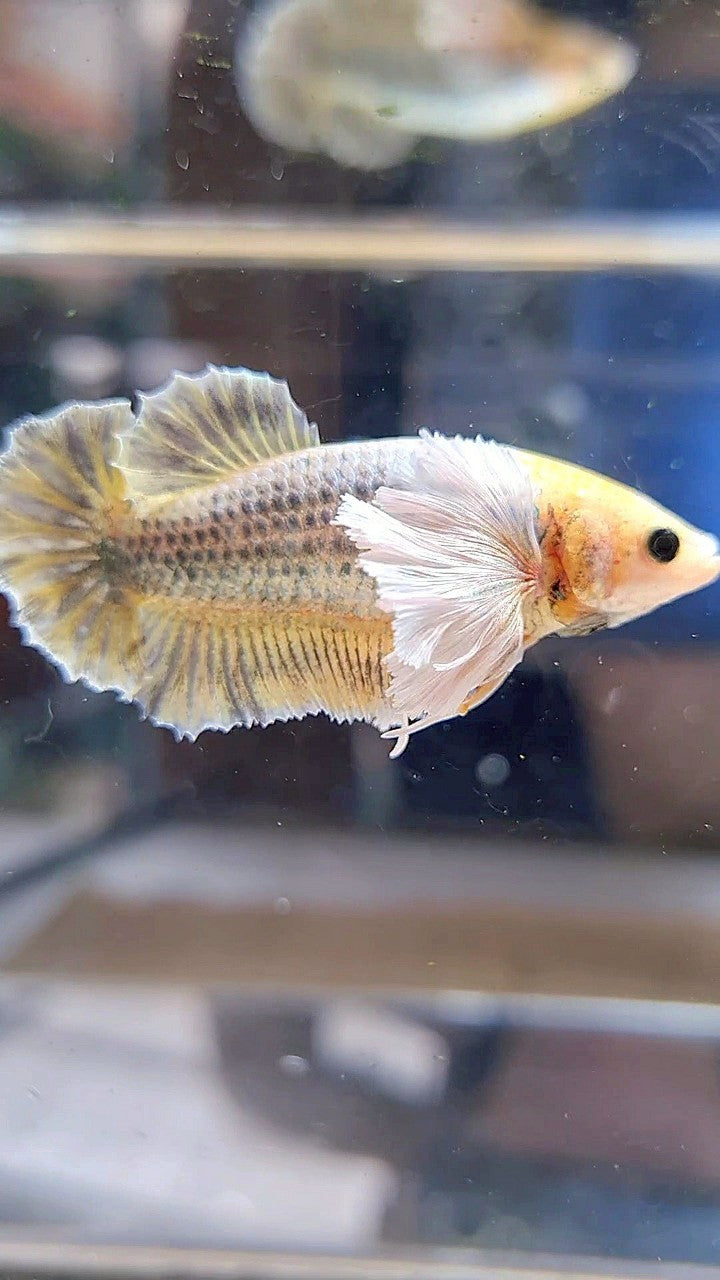 FEMALE PLAKAT SUPER DUMBO EAR YELLOW COPPER GRIZZLE BETTA FISH