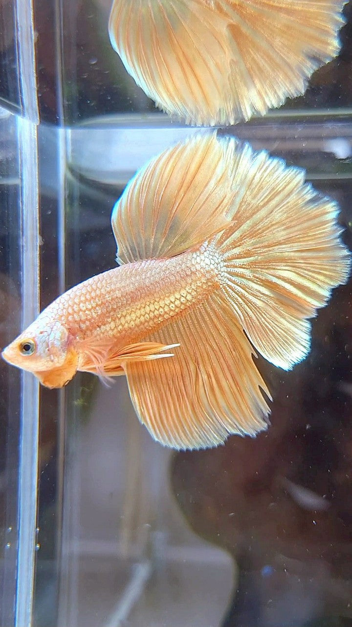 HALFMOON ROSETAIL SUPER GOLD BETTA FISH