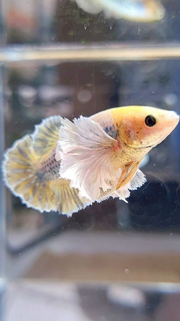 FEMALE PLAKAT SUPER DUMBO EAR YELLOW COPPER GRIZZLE BETTA FISH