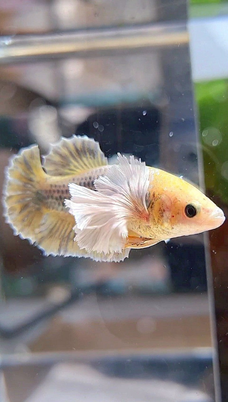 FEMALE PLAKAT SUPER DUMBO EAR YELLOW COPPER GRIZZLE BETTA FISH